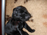 Darcy reuen 26 juni 2011